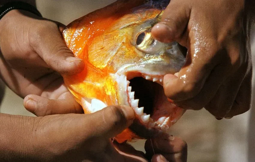 Ataques de piranhas deixam seis pessoas feridas no interior de SP