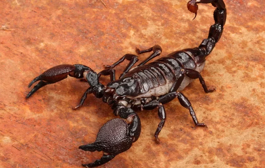 Escorpião capaz de envenenar sem contato físico é descoberto na Colômbia