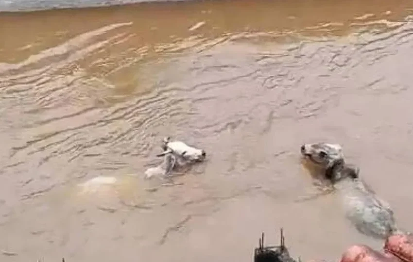  Vídeos mostram vacas sendo arrastadas por enchente no RJ