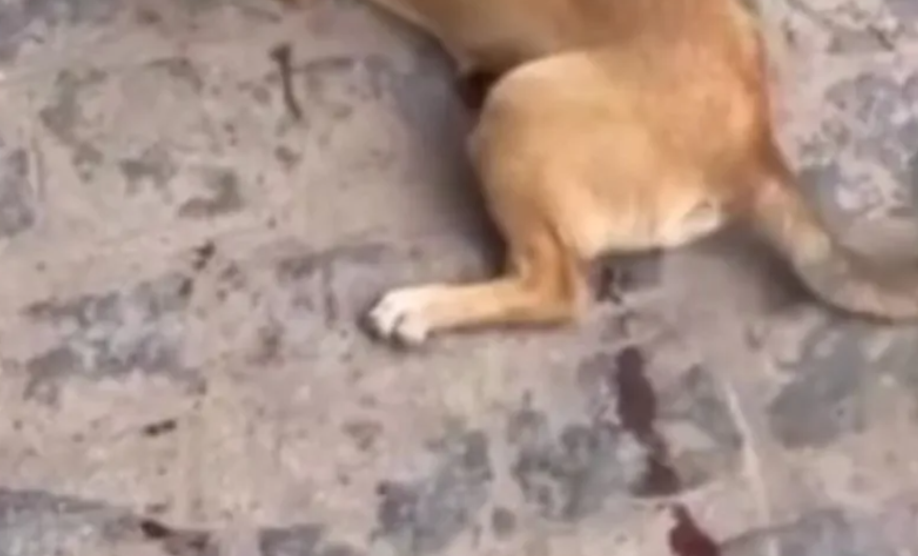 Captura de tela 2025-09-09 122945